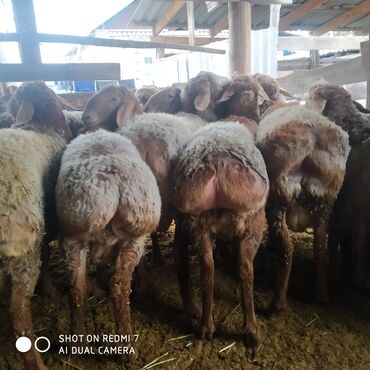 овцы породы арашан: Продаются годовалые кочкоры на племя порода Арашан