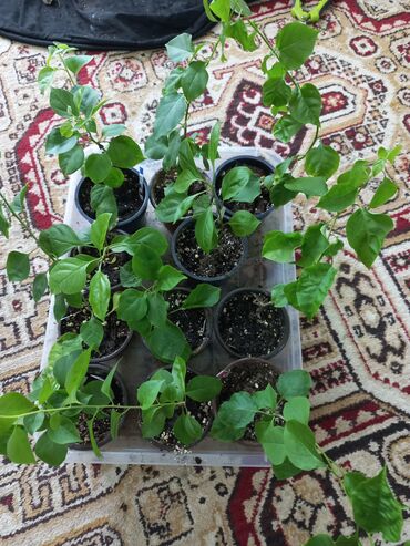 Комнатные растения: В продаже детки бугенвилий. отвечаю на вацап
