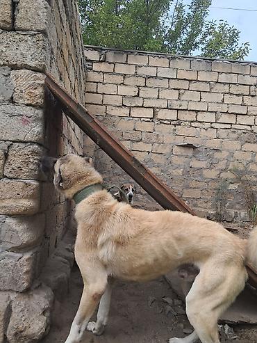 pişik şekli cekmek: Kanqal, Erkək — 2