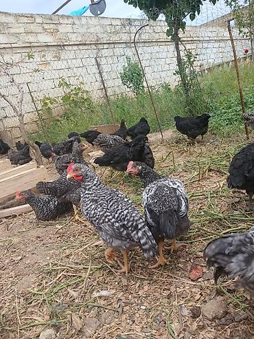 цыплёнок купить: Сhicks, Для мяса — 4
