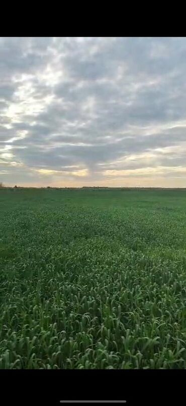 продаю дом село васильевка: 830 соток, Айыл чарба үчүн