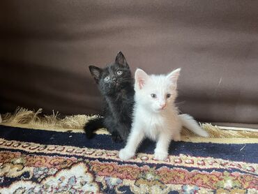 голая кошка сфинкс цена: 2 месяца, Мальчик, Метис, Приучена к лотку