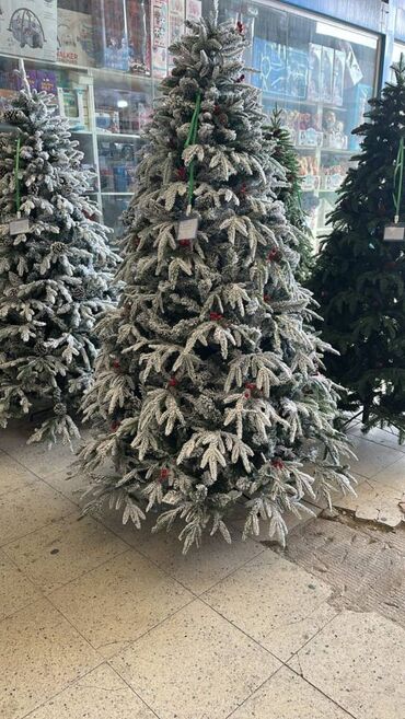 Otaq bitkiləri: YENI IL YOLKALARI HƏR ÇÜR ÇEŞİDLƏR VAR kreditle tək şəxsiyyət