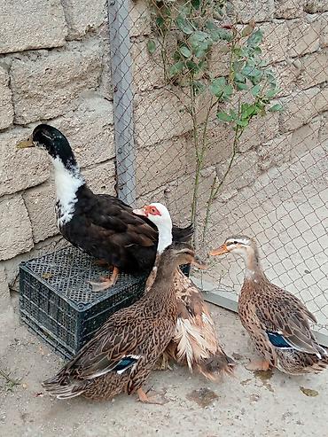 tutuquşu yemi: Ördəklər – qarışıq cinslərdən qrup - Şəkillərdəki qrupda müxtəlif — 1