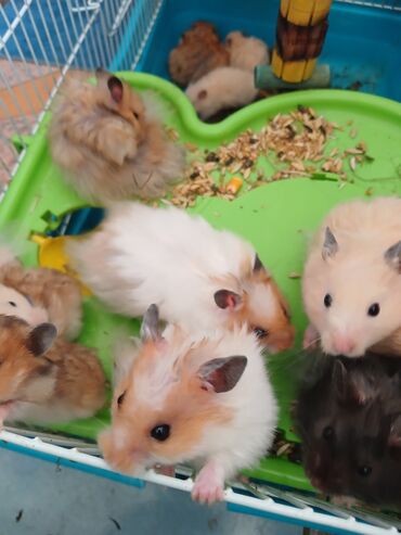 Gəmiricilər: Angora növ xamyak hemstr mehriban növüdür dişləmirlər uzun tükləri — 3