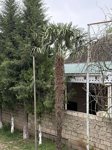 fısdıq ağacı: Dekorativ palma ağacı Qiymət razılaşma yolu ilə - Növ: Vint palmı — 1