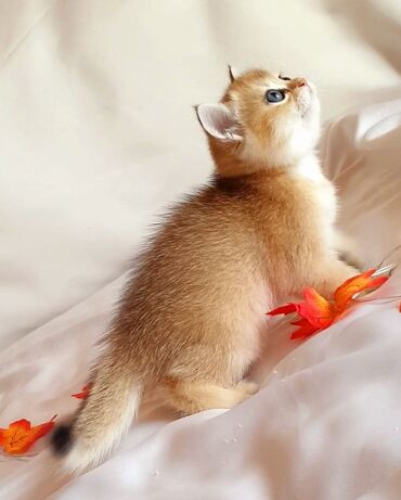 Pişiklər: Şotland yastı qulaq, Erkək, Dişi, Yaxşı əllərə, Ünvandan götürmə, Pulsuz çatdırılma, Ödənişli çatdırılma — 121