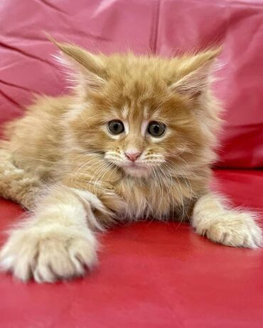 Other: Maine coon Kittens για δωρεάν υιοθεσία Προσφέρουμε υγιεινά και