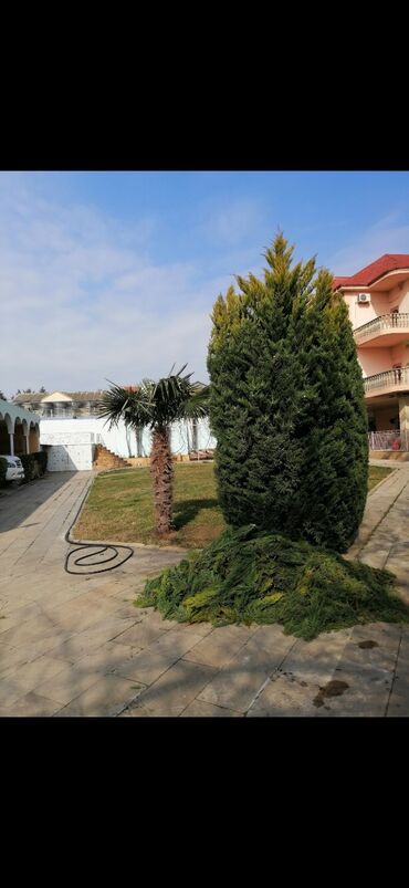 Bağbanlar: Bağban, 44 yaş, 5 ildən artıq təcrübə — 16