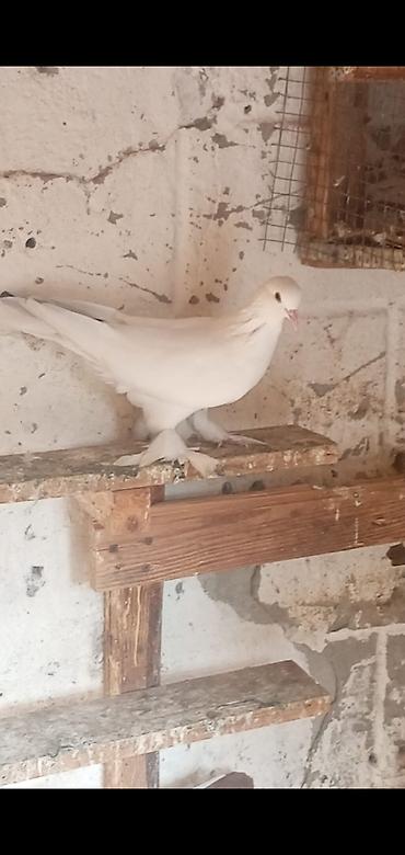 sabuncu quş bazarı: 3dene lələk papisli ikisi erkek biri msyadı 3 de oynaq balasıdı oynaga — 1