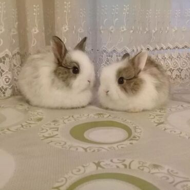 Dovşanlar: Ev dovşanı balaları satılır. Karlik(cırtdan) cinsi. Sağlam və — 39