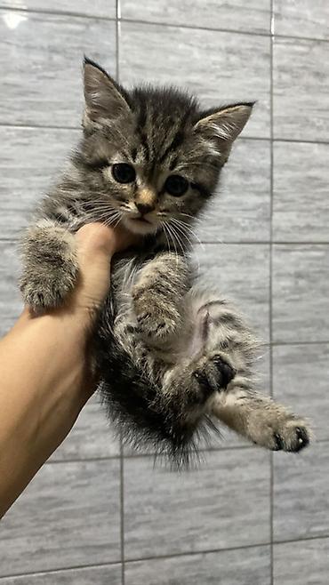 котята шотландцы купить: 1 месяц, Девочка, Приучена к лотку — 2