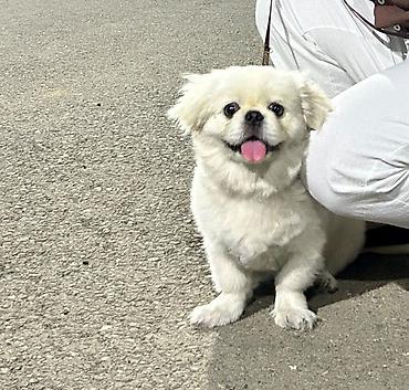 en gozel itler: Pekines, Erkək — 2