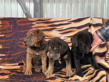 Продажа собак: Шарпей, 2 месяца, Самец — 8