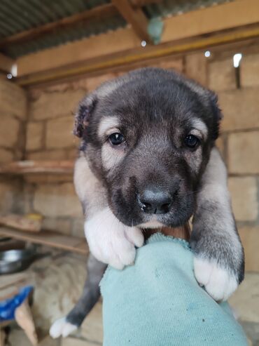 İtlər: Kanqal — 3