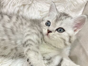 Pişiklər: Şotland, Erkək, Dişi, Ünvandan götürmə -da lalafo.az — 13 Pişiklər: Şotland, Erkək, Dişi, Ünvandan götürmə — 13