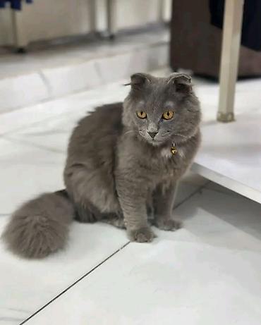 Şotland yastı qulaq
