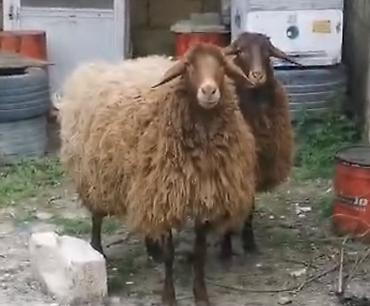 südlük inek satilir: Qoyunlar – yerli cins, qəhvəyi rəngli - Say: 2 baş 2 dişi Qala — 9
