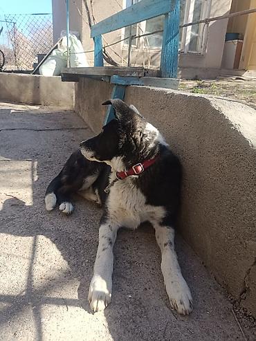 Продажа собак: Колли, 7 месяцев, Самец — 15