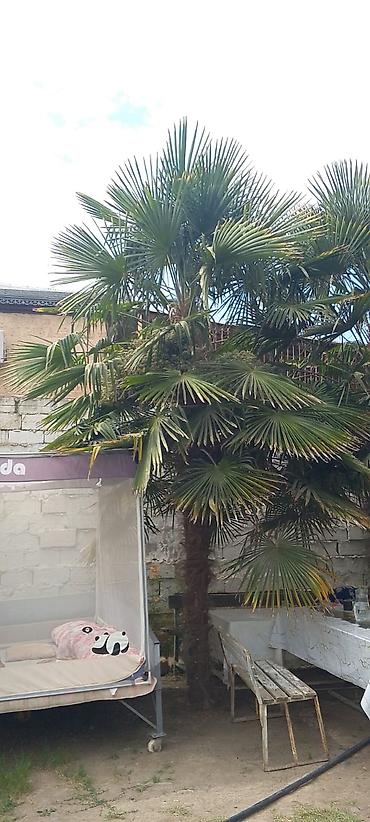 ev gülleri ve adlari: Dekorativ palma ağacı 15 illik– Trachycarpus fortunei (yelpik — 1