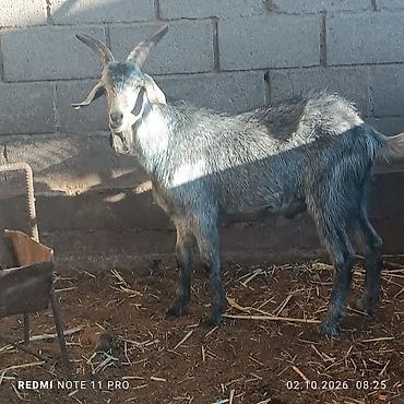 Другие животные: Козлы на продажу: - Красный козёл, 2 года. Крупный, мощный корпус — 5