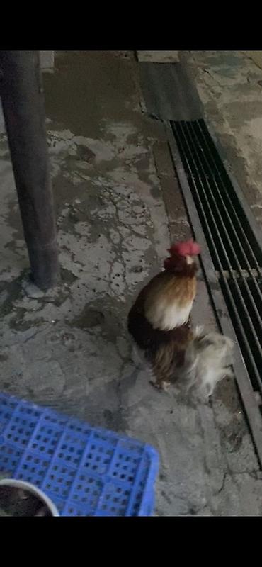 akita iti satilir: Cücə xoruz - Növ: ev təsərrüfatı üçün xoruz - Rəng: qarışıq – ağ — 2
