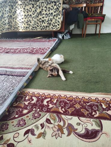 Отдам даром кошку: Котята трёхцветной окраски - Домашние котята с ярким черепаховым и — 3