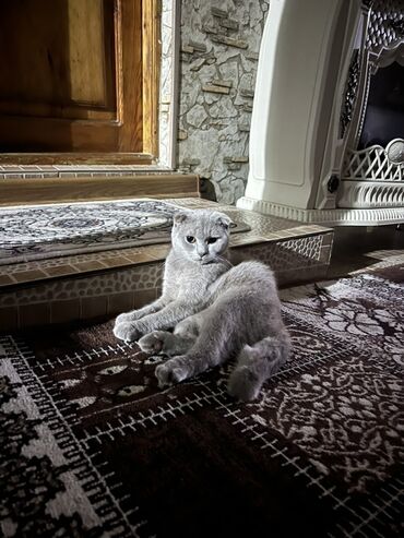 Pişiklər: Şotland, Cütləşmə üçün — 9