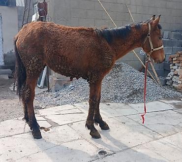 Лошади, кони: Продаю | Кобыла (самка) | Рабочий — 4