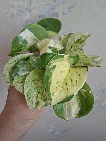 Сингониумы: Коллекция комнатных растений — подборка декоративно-лиственных — 22