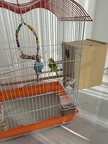 toy pudel it: Dalğalı tutuquşular (cüt) və tam aksesuarlarla qəfəs dəsti - Növ — 6