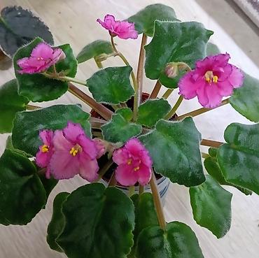 Фиалки и глоксинии: Продаю стартеры взрослые сортовые фиалки 🌺🌿🌺. Цены 200-250-350сом — 26