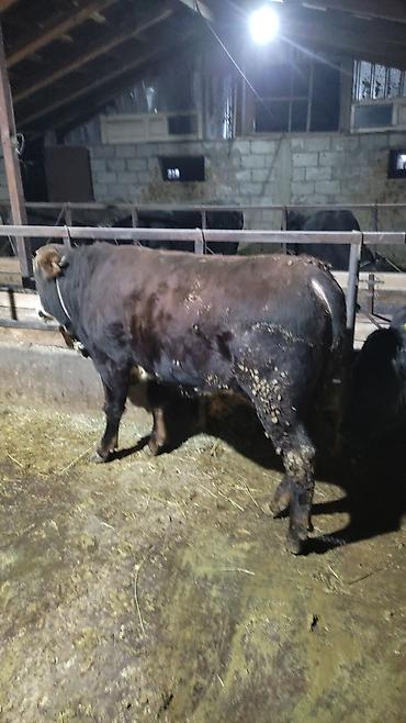 Коровы, быки: Продаю | Бык (самец) | На откорм — 8