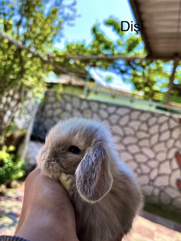 Dovşanlar: Salam🖐🏻. Müxtelif karlik reng seçimleri ve sortları var 🎁 ad — 3