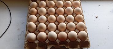 вещи под реализацию: Яйца оптом есть все категории можно под реализацию до 15 дней
