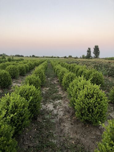 Şitillər: Dekarativ agaclarin satiwi istenilen novde istenilen olcude var elave — 27
