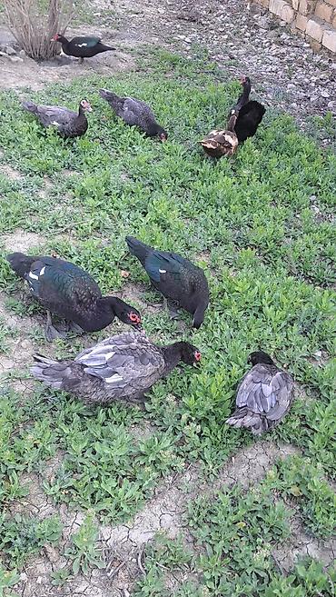 Ördəklər: Erkək, Ətlik, Pulsuz çatdırılma — 4