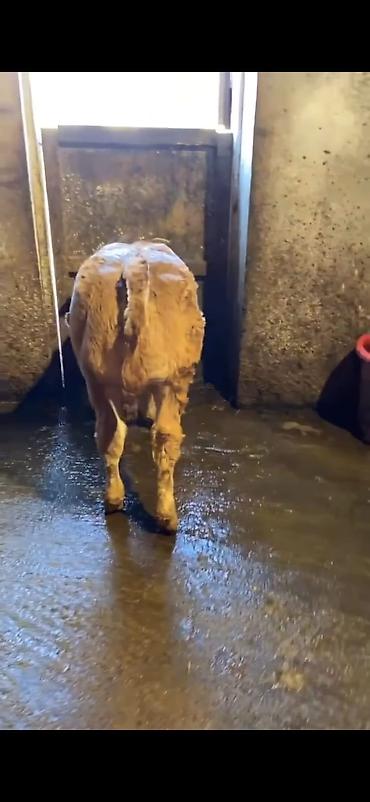 Dana, buzov: Cins buzov – ətlik istiqamət - Rəng: açıq qəhvəyi, alnında ağ ləkə - — 6