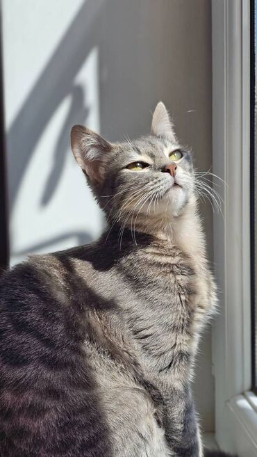 pulsuz pişik balaları 2022: Самка, В добрые руки