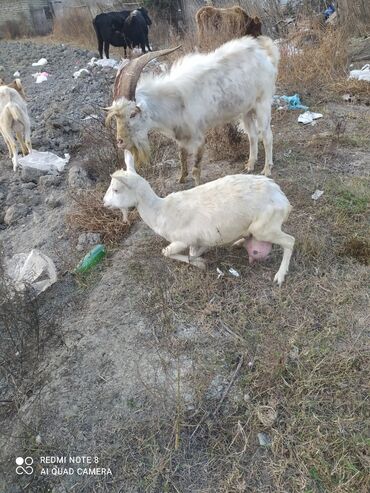 Keçi, çəpiş: Saanen tekesi — 2