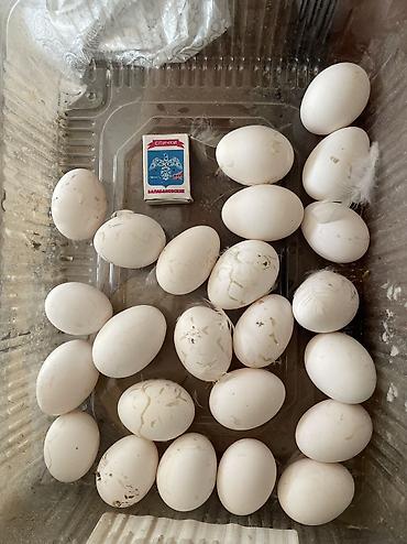 Куры, петухи: Продаю | Куры | Несушки — 9