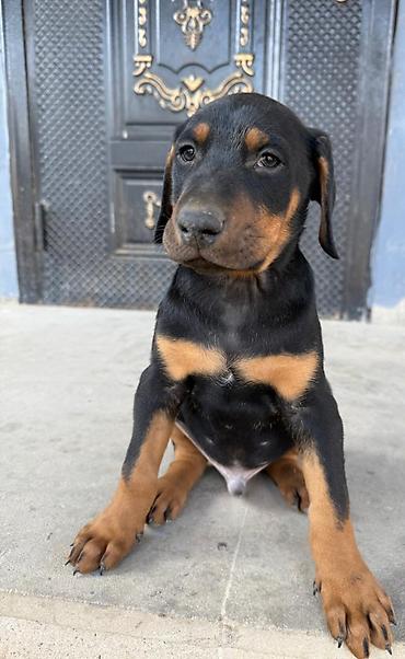doberman satışı: 2 aylıq, təmiz qan Doberman cinsinə aid balalar satılır. Ümumilikdə 3 — 1