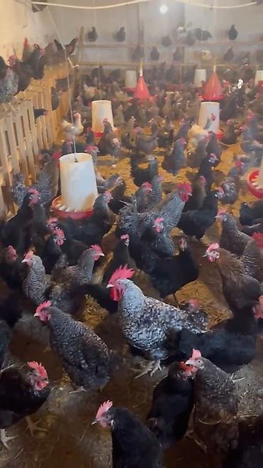 Quşlar: Super Sort Lider 55 və Qara çil Xarkov Toyuqlarinin mayali yumurtasi — 7
