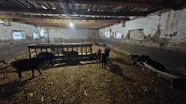 Скотники: Требуется Скотник, Оплата: Ежемесячно — 10