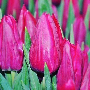 Букеты из живых цветов: Цветы Голландские Тюльпаны Оптом! Тюльпаны вместе с луковицами — 21