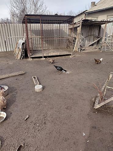 Другие с/х животные: Продаю куры, петух, индоутки Беловодске — 1