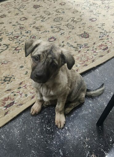 Продажа собак: Отдам в хорошие руки! Щенки метисов - Милые щенки с короткой густой — 14