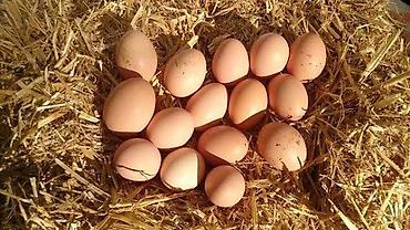 yulaf satışı: 🥚 GÜNLÜK TƏZƏ KƏND YUMURTASI SATILIR! 🥚 Qarağan Şıxlar kəndində — 10