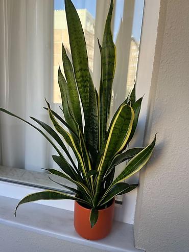 bezek bitkileri adlari: Sansevieria (Qaynanadili) – dekorativ otaq bitkisi - Növ: Sansevieria — 1