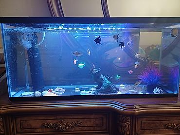 akvarium filterleri: Boş, 30 l, Ödənişli çatdırılma — 4
